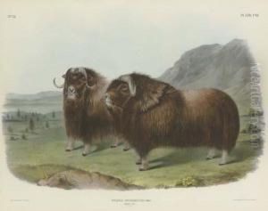 Musk Ox by John T. Bowen