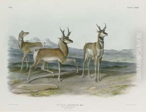 Prong-horned Antelope by John T. Bowen