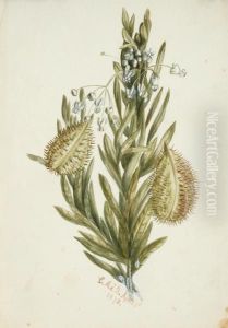 Flower Study by Emma Minnie Boyd