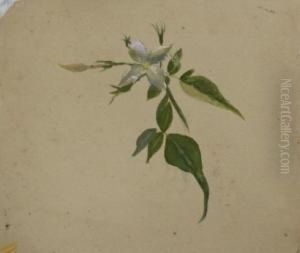 White Magnolias In A Glassvase by Emma Minnie Boyd