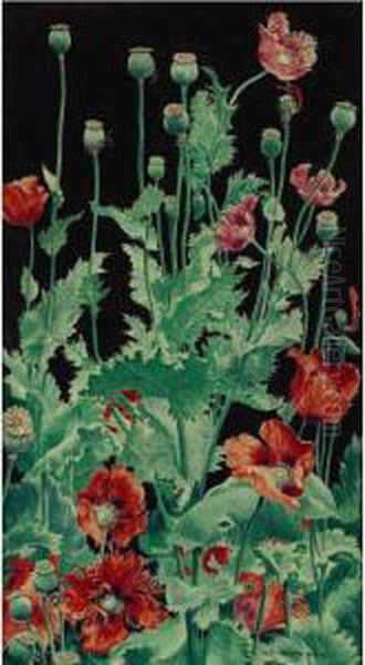 Shirley Poppies - view 1