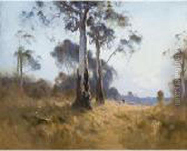Ghost Gum At Kangaroo Flat - view 1