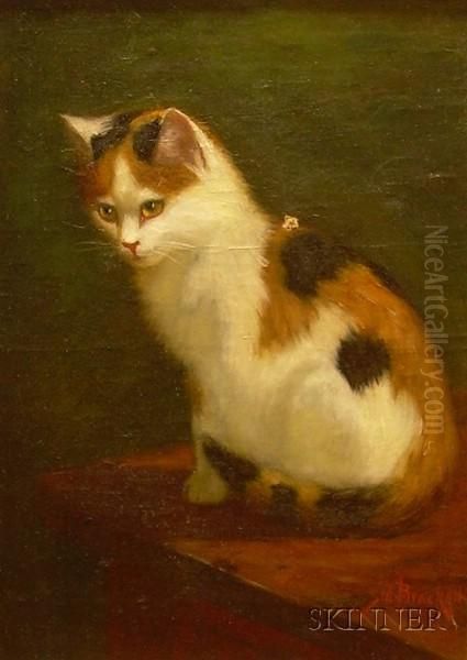 Calico Cat - view 1