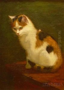 Calico Cat by Sydney Lawrence Brackett