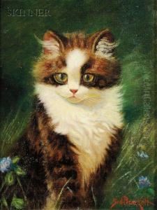 Kitten