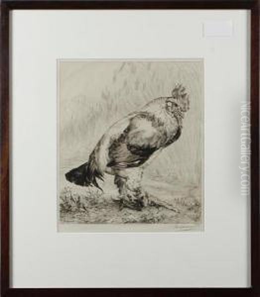 Cockerel - view 1