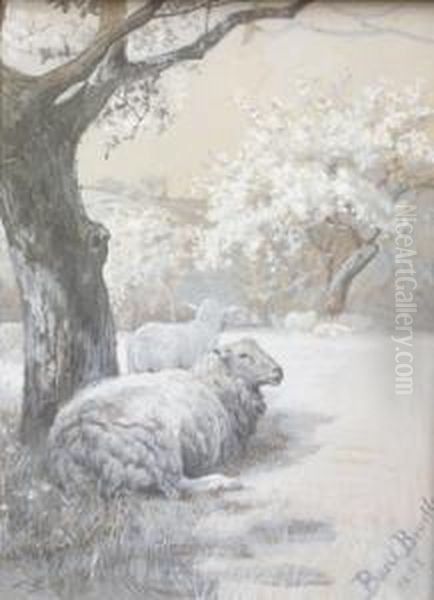Sheep Resting Beneath Trees - view 1