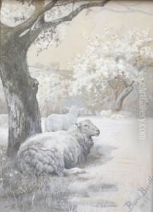 Sheep Resting Beneath Trees Sheep Resting Beneath Trees