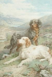 Setters In A Highland Landscape