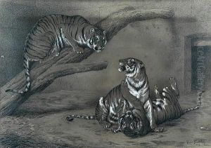 Young Tigers At Play At The Zoo by Basil Bradley