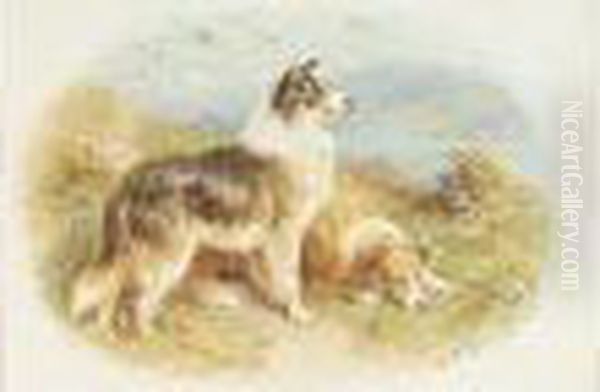 Setters; Scottish Collies - view 1