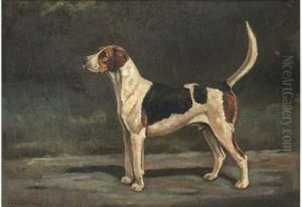 Croome Ruffian, A Hound - view 1