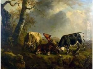 Vache Attaquee Par Des Loups Et Defendue Par Des Taureaux