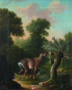 Reh Vor Einem Weidenbaum