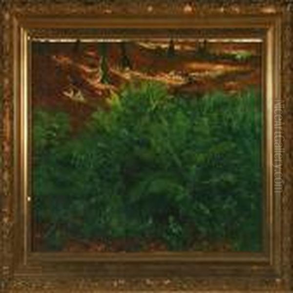 Forest Floor In Thesun - view 1