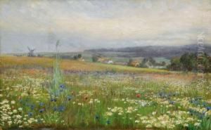Blick Uber Eine Blumenwiese