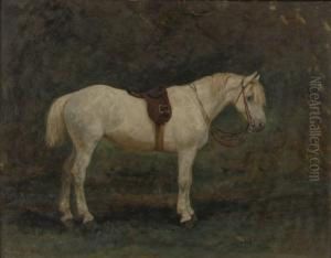 Gesattelter Schimmel
