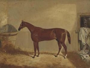 The Derby Winner 'daniel O'rourke' In A Stable by Thomas W. Bretland