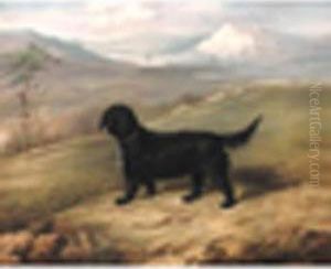 'romp',an Irish Water Spaniel In A Landscape 'romp',an Irish Water Spaniel In A Landscape