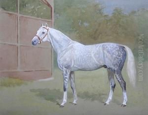 A Dappled Grey Racehorse In A Paddock, Thought To Be Owned By The Duke Of Westminster