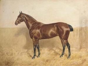 Polly, A Bay Horse In A Stable by Alfred Bright