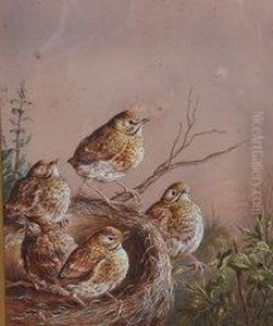 Fledgling Song Thrushes In Their Nest Fledgling Song Thrushes In Their Nest