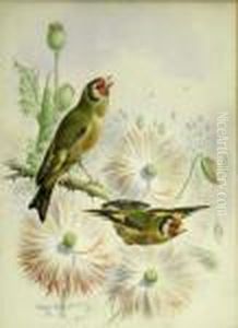 Goldfinches And Bullfinches Goldfinches And Bullfinches