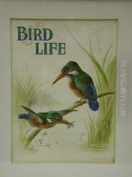 Bird Life - view 1