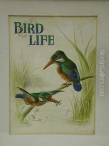 Bird Life Bird Life