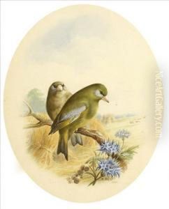 Greenfinches In Aharvest Field; Nightingales At The Nest by Harry Bright