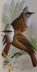 Study Of Two White-crested Laughing Thrushes. by Harry Bright