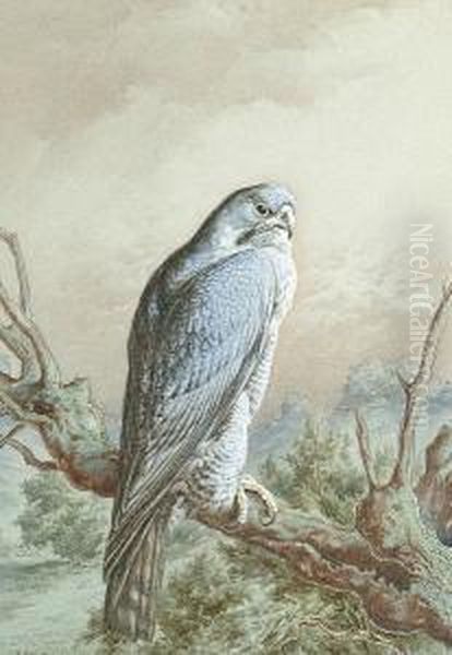 A Peregrine Falcon - view 1