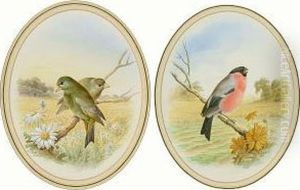 'greenfinches' And 'bullfinch' 'greenfinches' And 'bullfinch'