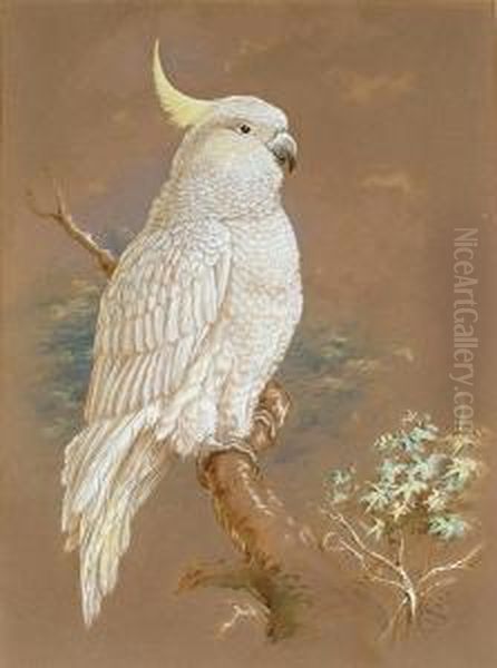 Cockatoo - view 1