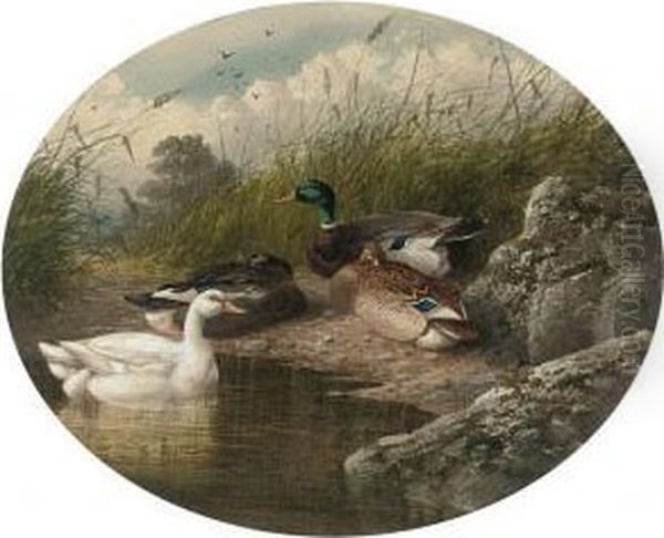 Ducks On A River Bank - view 1