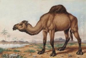 A Camel by Charles Edward Snr Brittan