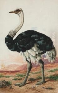 An Ostrich by Charles Edward Snr Brittan