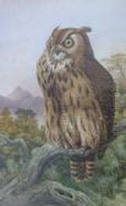 An Owl