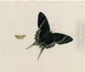 A Butterfly And A Moth