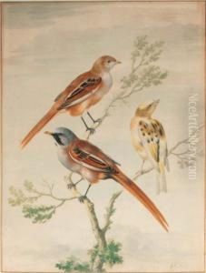 Two Sparrows And A Young Goldfinch by Johannes Bronkhorst