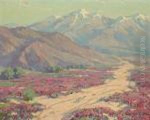 Wild Verbenas, Colorado Desert Near Palm Springs, California