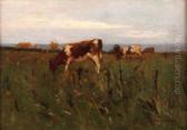 Cows Grazing In A Field With Coastline Beyond - view 1