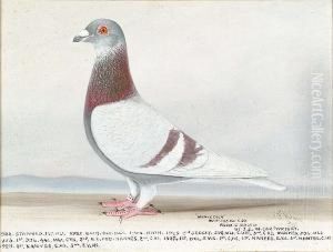 Mealy Cock, Study Of A Racing Pigeon; & A Companion, 'blue Hen' by Tom Browne