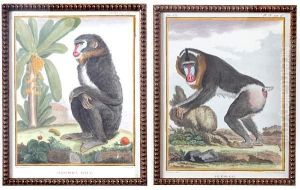 Monkeys, From Histoire Naturelle by George Louis Leclerc Buffon