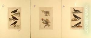 Uccelli by George Louis Leclerc Buffon