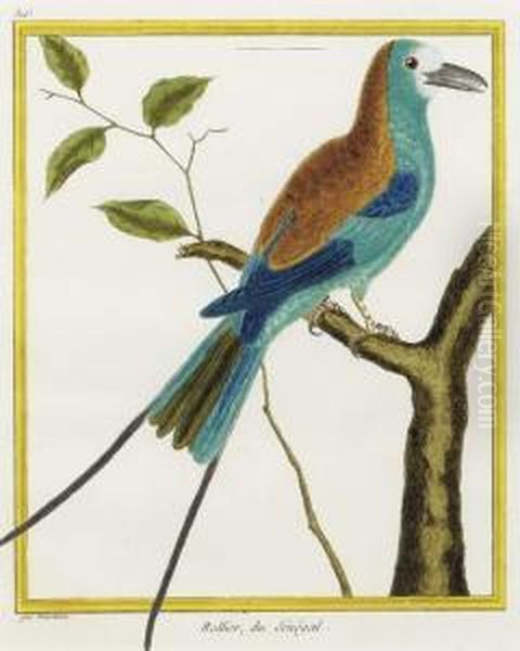Histoire Naturelle Des Oiseaux: Two Plates - view 1