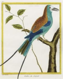 Histoire Naturelle Des Oiseaux: Two Plates by George Louis Leclerc Buffon