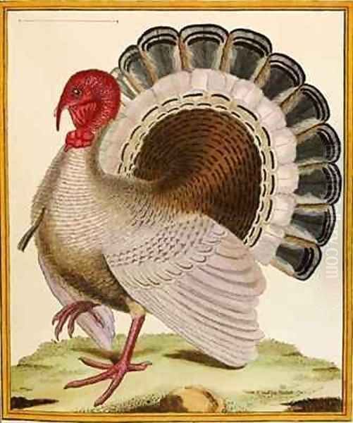 A Turkey, from 'Histoire Nouvelles des Oiseaux' - view 1