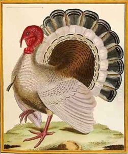 A Turkey, from 'Histoire Nouvelles des Oiseaux' by Georges de Buffon