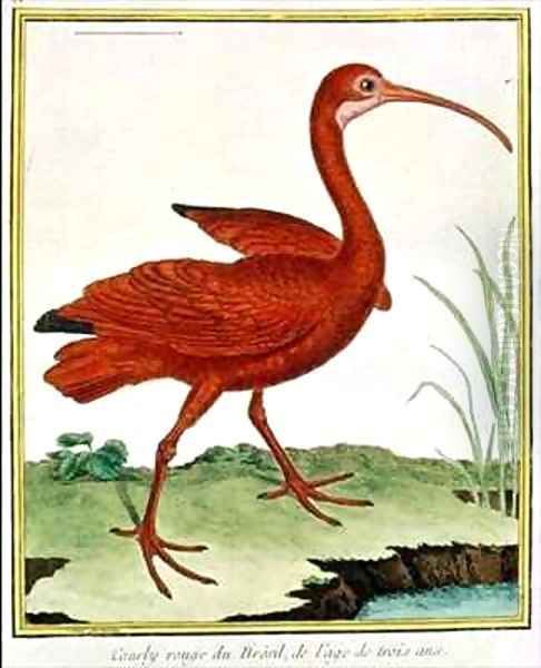 Histoire Naturelle des Oiseaux - Le Courly Rouge - view 1